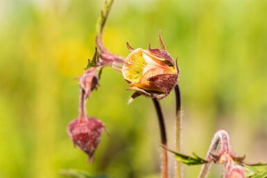 Humleblomster Geum rivale 5-10 i kruka P9 Geum rivale