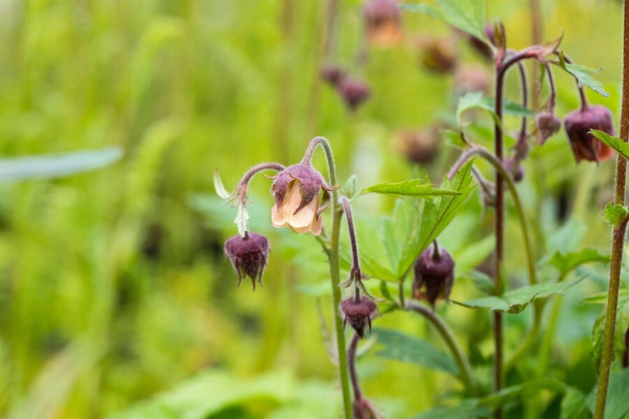 Humleblomster Geum rivale 5-10 i kruka P9 Geum rivale