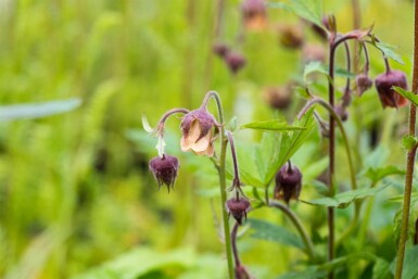 Humleblomster Geum rivale 5-10 i kruka P9 Geum rivale