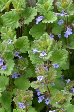 Jordreva Glechoma hederacea 5-10 i kruka P9 Glechoma hederacea