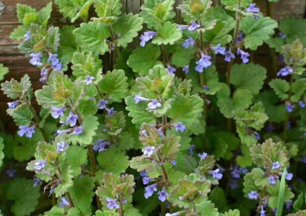 Glechoma hederacea
