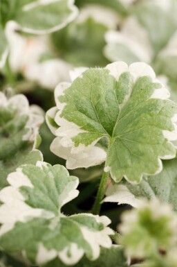 Jordreva Glechoma hederacea 'Variegata' 5-10 i kruka P9 Glechoma hederacea 'Variegata'