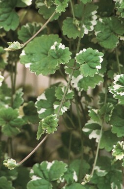 Jordreva Glechoma hederacea 'Variegata' 5-10 i kruka P9 Glechoma hederacea 'Variegata'