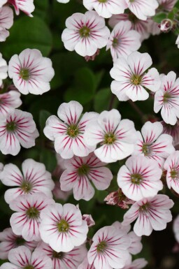 Snöflinga Gypsophila cerastioides 5-10 i kruka P9 Gypsophila cerastioides