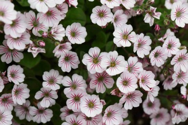 Snöflinga Gypsophila cerastioides 5-10 i kruka P9 Gypsophila cerastioides