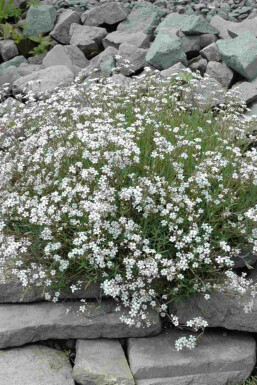 Brudslöja Gypsophila paniculata 5-10 i kruka P9 Gypsophila paniculata