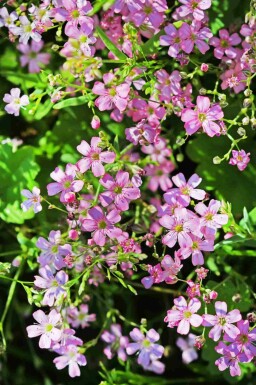 Bergbrudslöja Gypsophila repens 5-10 i kruka P9 Gypsophila repens