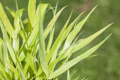 Hakonegräs Hakonechloa macra 'Allgold' 5-10 i kruka P9 Hakonechloa macra 'Allgold'