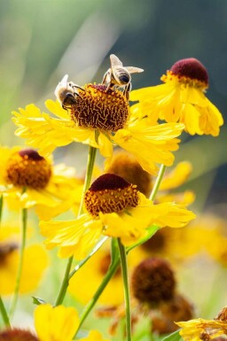 Solhatt Helenium bigelovii 'The Bishop' 5-10 i kruka P9 Helenium bigelovii 'The Bishop'
