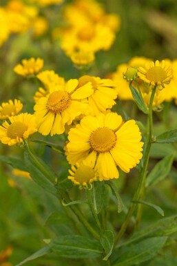 Solhatt Helenium hybride 'Kanaria' 5-10 i kruka P9 Helenium hybride 'Kanaria'