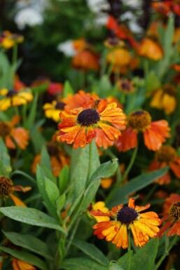 Solbrud Helenium 'Mardi Gras' 5-10 i kruka P9 Helenium 'Mardi Gras'