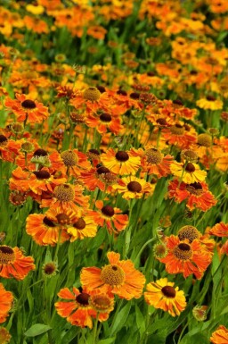 Solbrud Helenium 'Waltraut' 5-10 i kruka P9 Helenium 'Waltraut'