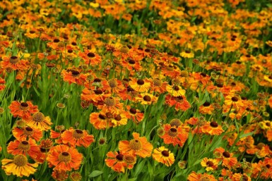 Solbrud Helenium 'Waltraut' 5-10 i kruka P9 Helenium 'Waltraut'