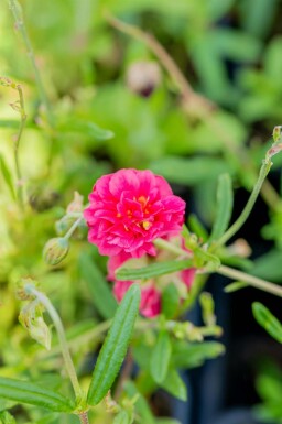Solvända Helianthemum 'Cerise Queen' 5-10 i kruka P9 Helianthemum 'Cerise Queen'