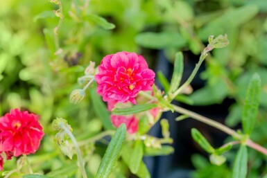 Solvända Helianthemum 'Cerise Queen' 5-10 i kruka P9 Helianthemum 'Cerise Queen'