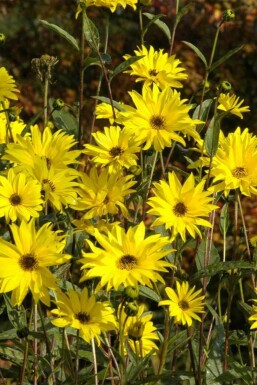 Solros Helianthus atrorubens 5-10 i kruka P9 Helianthus atrorubens