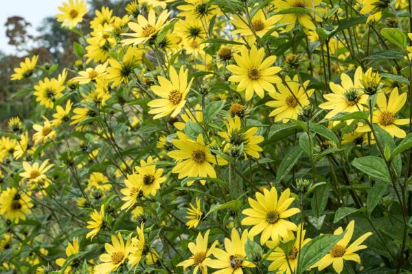 Helianthus microcephalus 'Lemon Queen'