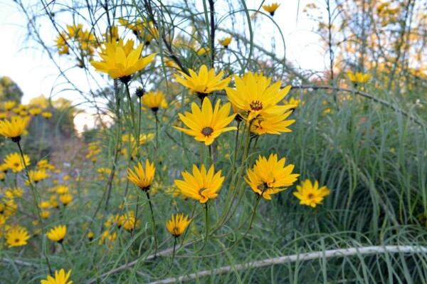 Helianthus salicifolius