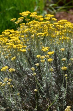 Curryört Helichrysum italicum 5-10 i kruka P9 Helichrysum italicum