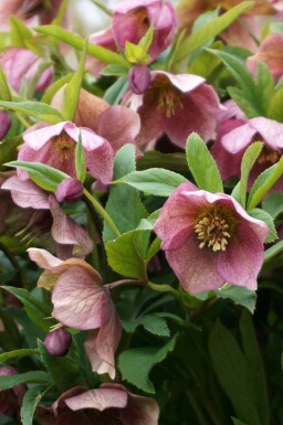Julros Helleborus orientalis 5-10 i kruka P9 Helleborus orientalis
