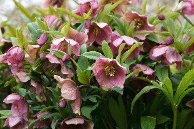 Julros Helleborus orientalis 5-10 i kruka P9 Helleborus orientalis