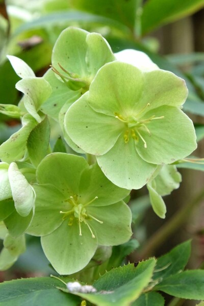 Julros Helleborus sternii 5-10 i kruka P9 Helleborus sternii