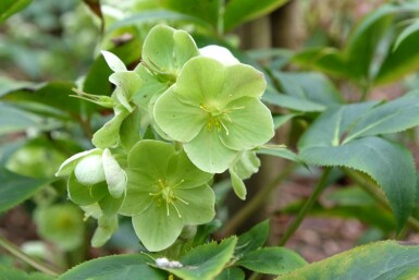 Julros Helleborus sternii 5-10 i kruka P9 Helleborus sternii