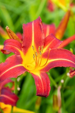 Daglilja Hemerocallis 'Autumn Red' 5-10 i kruka P9 Hemerocallis 'Autumn Red'