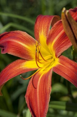 Daglilja Hemerocallis 'Autumn Red' 5-10 i kruka P9 Hemerocallis 'Autumn Red'