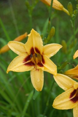 Daglilja Hemerocallis 'Bonanza' 5-10 i kruka P9 Hemerocallis 'Bonanza'