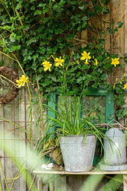 Daglilja Hemerocallis 'Citrina' 5-10 i kruka P9 Hemerocallis 'Citrina'