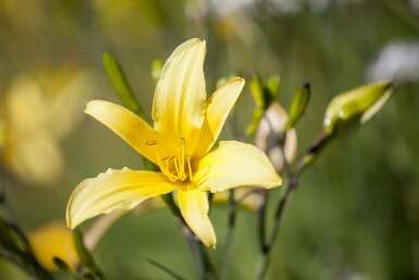 Daglilja Hemerocallis 'Citrina' 5-10 i kruka P9 Hemerocallis 'Citrina'