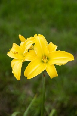 Daglilja Hemerocallis 'Corky' 5-10 i kruka P9 Hemerocallis 'Corky'