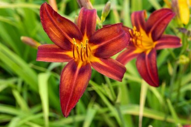 Daglilja Hemerocallis 'Crimson Pirate' 5-10 i kruka P9 Hemerocallis 'Crimson Pirate'
