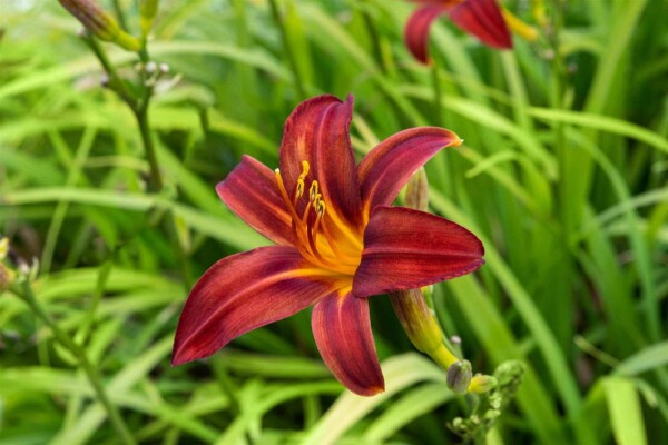 Hemerocallis 'Crimson Pirate'