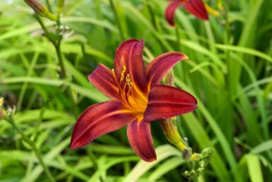 Daglilja Hemerocallis 'Crimson Pirate' 5-10 i kruka P9 Hemerocallis 'Crimson Pirate'
