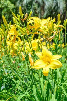 Gul daglilja Hemerocallis flava 5-10 i kruka P9 Hemerocallis flava