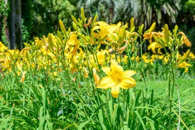 Gul daglilja Hemerocallis flava 5-10 i kruka P9 Hemerocallis flava