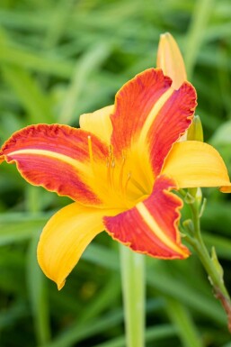 Daglilja Hemerocallis 'Frans Hals' 5-10 i kruka P9 Hemerocallis 'Frans Hals'