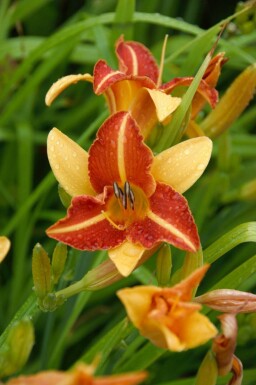 Daglilja Hemerocallis 'Frans Hals' 5-10 i kruka P9 Hemerocallis 'Frans Hals'