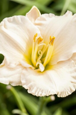 Daglilja Hemerocallis 'Gentle Shepherd' 5-10 i kruka P9 Hemerocallis 'Gentle Shepherd'