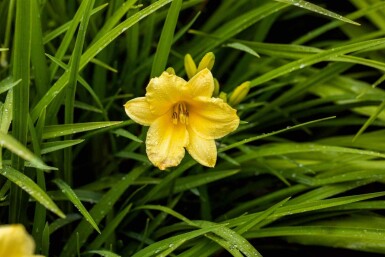 Daglilja Hemerocallis 'Happy Returns' 5-10 i kruka P9 Hemerocallis 'Happy Returns'