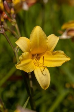Daglilja Hemerocallis middendorffii 5-10 i kruka P9 Hemerocallis middendorffii