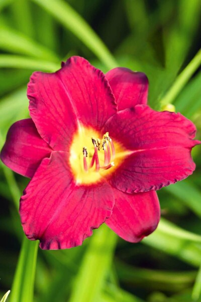 Daglilja Hemerocallis 'Pardon Me' 5-10 i kruka P9 Hemerocallis 'Pardon Me'