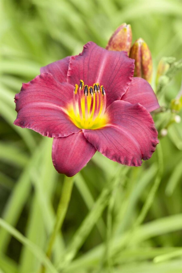 Daglilja Hemerocallis 'Pardon Me' 5-10 i kruka P9 Hemerocallis 'Pardon Me'