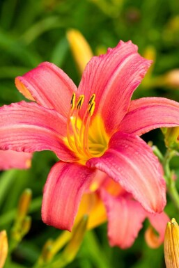 Daglilja Hemerocallis 'Pink Damask' 5-10 i kruka P9 Hemerocallis 'Pink Damask'