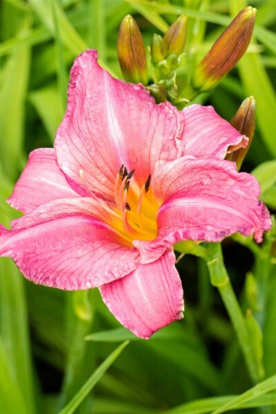 Daglilja Hemerocallis 'Summer Wine' 5-10 i kruka P9 Hemerocallis 'Summer Wine'