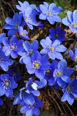 Blåsippa Hepatica nobilis 5-10 i kruka P9 Hepatica nobilis