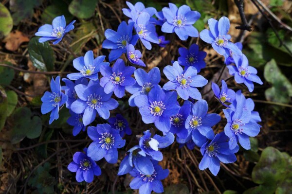 Hepatica nobilis