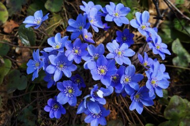 Blåsippa Hepatica nobilis 5-10 i kruka P9 Hepatica nobilis